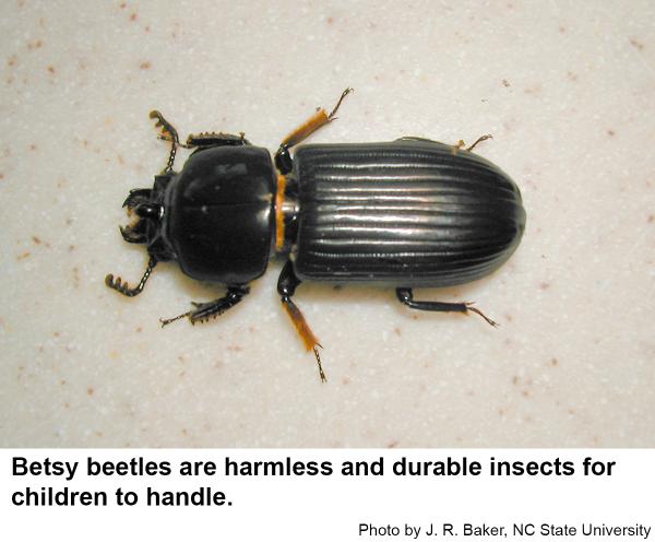 Thumbnail image for Betsy Beetle or Horned Passalus